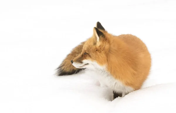 Rode Vos Vulpes Vulpes Met Borstelige Staart Wandelen Door Sneeuw — Stockfoto