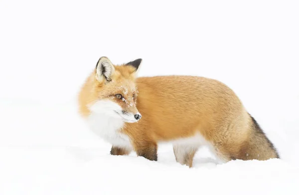 Red Fox Vulpes Vulpes Bushy Tail Walking Snow Algonquin Park — Stock Photo, Image