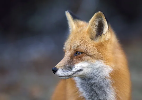 Zorro Rojo Vulpes Vulpes Primer Plano Algonquin Park Canadá —  Fotos de Stock