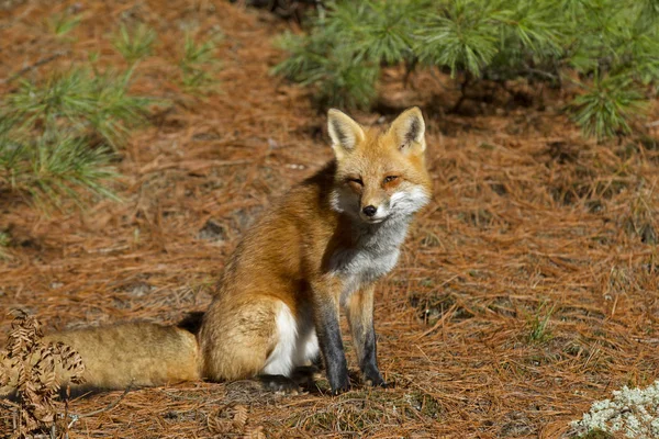 Red Fox Vulpes Vulpes Closeup Autumn Algonquin Park Canada — Stock Photo, Image