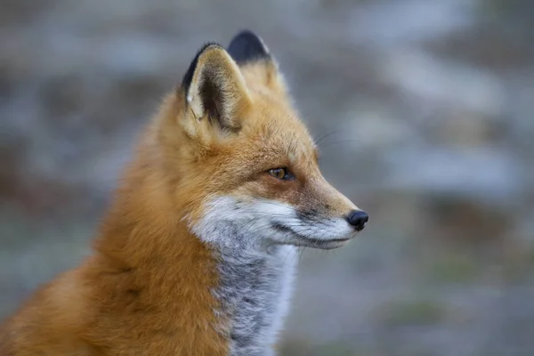 Red Fox Vulpes Vulpes Closeup Autumn Algonquin Park Canada — Stock Photo, Image