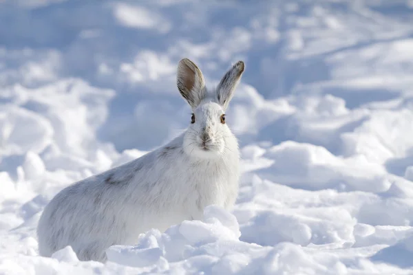 Lebre Sapato Neve Lepus Americanus Posando Neve Inverno Canadá — Fotografia de Stock