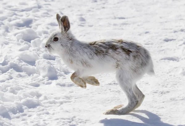Snowshoe hare hopping along in the winter snow in Canada