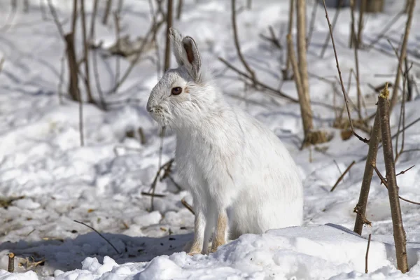 Lebre Sapato Neve Lepus Americanus Posando Neve Inverno Canadá — Fotografia de Stock