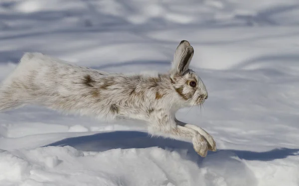 Lepre Delle Ciaspole Lepus Americanus Che Corre Nella Neve Invernale — Foto Stock