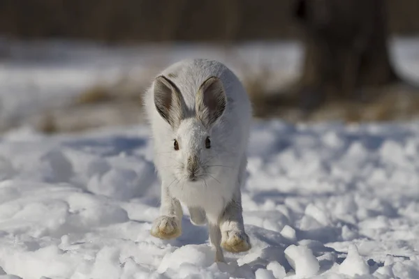 Lebre Sapato Neve Lepus Americanus Correndo Neve Inverno Canadá — Fotografia de Stock