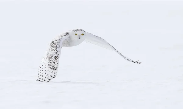 Schneehuhn Bubo Scandiacus Fliegt Tief Und Jagt Über Ein Schneebedecktes — Stockfoto