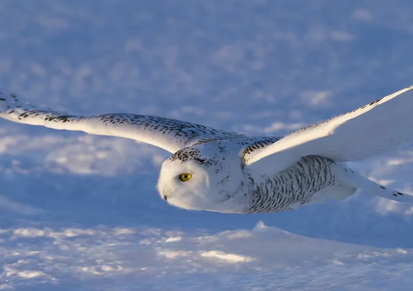 Schneehuhn Bubo Scandiacus Bei Der Jagd Über Ein Schneebedecktes Feld — Stockfoto