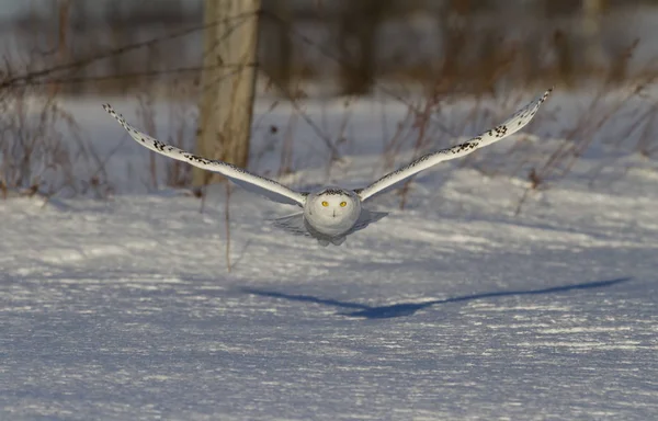 Búho Nevado Bubo Scandiacus Volando Bajo Cazando Sobre Campo Cubierto — Foto de Stock