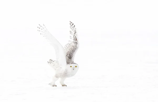 Schneehuhn Bubo Scandiacus Fliegt Tief Und Jagt Über Ein Schneebedecktes — Stockfoto