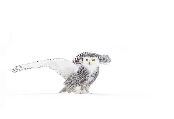 Snowy Owl Bubo Scandiacus Flyger Lågt Och Jakt Över Snötäckta — Stockfoto