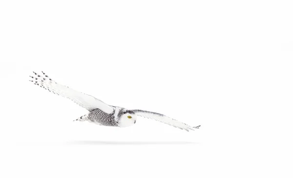 Coruja Nevada Bubo Scandiacus Voando Baixo Caçando Sobre Campo Coberto — Fotografia de Stock