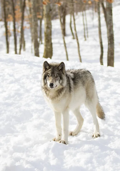 Een Lone Wolf Van Hout Grijze Wolven Canis Lupus Geïsoleerd — Stockfoto