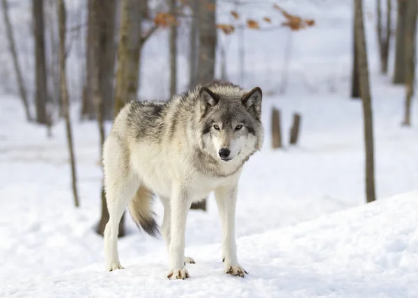 Bir yalnız kereste kurt ya da gri Kanada kış karda yürüme beyaz arka plan üzerinde izole kurt (Canis lupus)