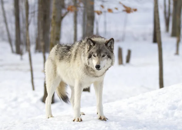 A lone Timber wolf or Grey Wolf (Canis lupus) isolated on white background walking in the winter snow in Canada