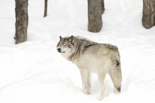 Ein Einsamer Holzwolf Oder Grauer Wolf Canis Lupus Isoliert Auf — Stockfoto