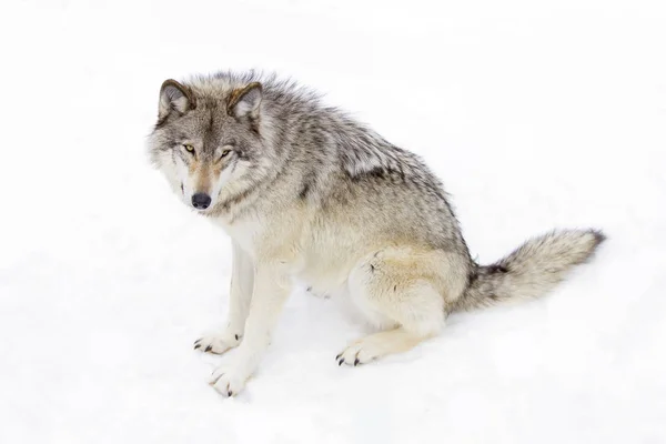 Ein Einsamer Wolf Oder Grauer Wolf Canis Lupus Isoliert Auf — Stockfoto