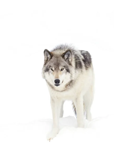 在加拿大的冬季雪中 一只孤木狼或灰狼 大犬狼疮 被孤立在白色背景下行走 — 图库照片