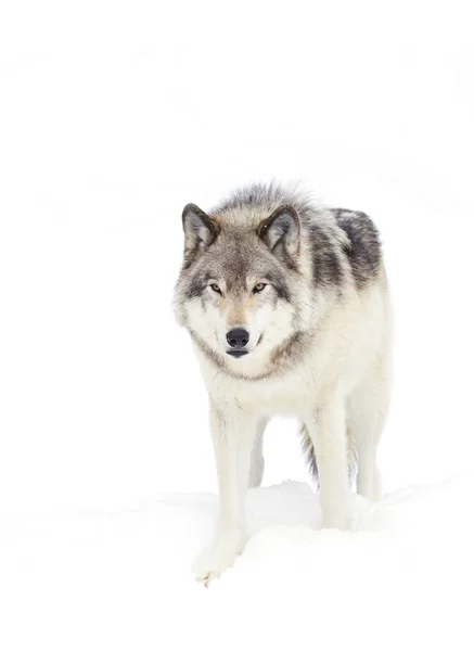Timber wolf isolated on white background walking in the winter snow in Canada