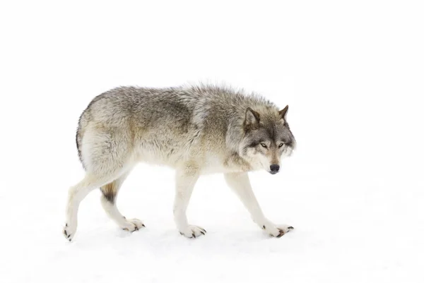 孤独な木材オオカミまたは灰色オオカミ Canis Lupus カナダの冬の雪の中を歩いて白背景に分離 — ストック写真