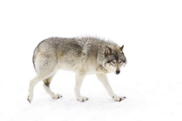 Bir yalnız kereste kurt ya da gri Kanada kış karda yürüme beyaz arka plan üzerinde izole kurt (Canis lupus)