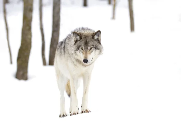 Ein Einsamer Holzwolf Oder Grauer Wolf Canis Lupus Isoliert Auf — Stockfoto