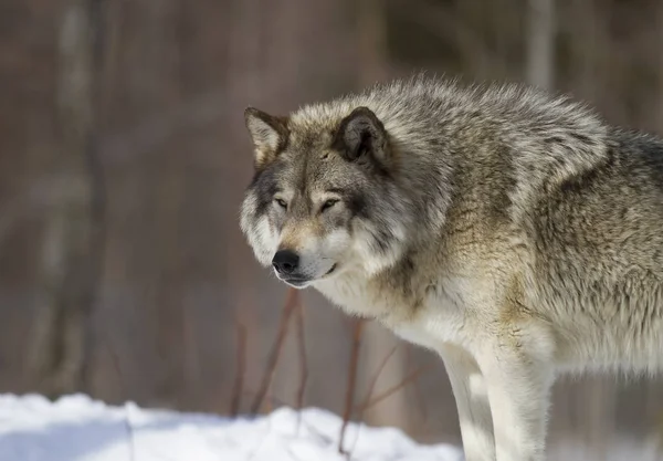 Kereste Kanada kış karda duran kurt (Canis lupus)