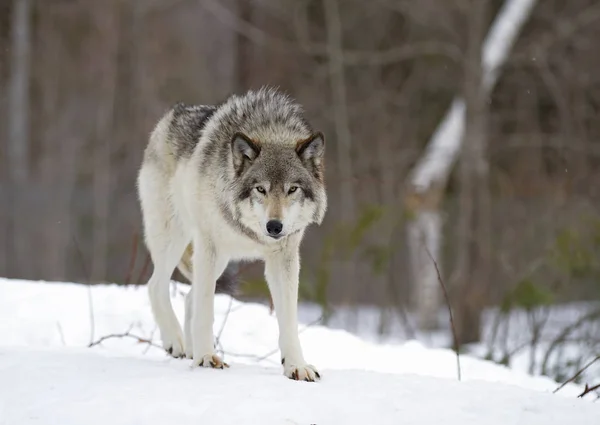 Ξυλεία Λύκος Canis Lupus Στέκεται Στο Χιόνι Χειμώνα Στον Καναδά — Φωτογραφία Αρχείου