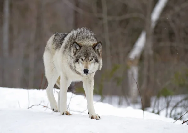 Kereste Kanada kış karda duran kurt (Canis lupus)