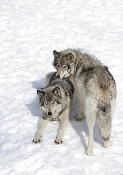 Vlci Nebo Šedí Vlci Canis Lupus Izolované Bílém Pozadí Dřevo — Stock fotografie