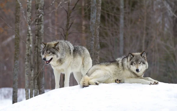 Lobos Madereros Lobos Grises Canis Lupus Pie Nieve Invierno Canadá —  Fotos de Stock