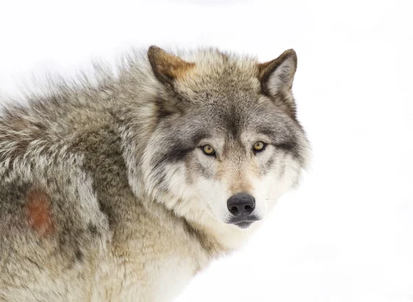 Bir yalnız kereste kurt ya da gri Kanada kış karda yürüme beyaz arka plan üzerinde izole kurt (Canis lupus)