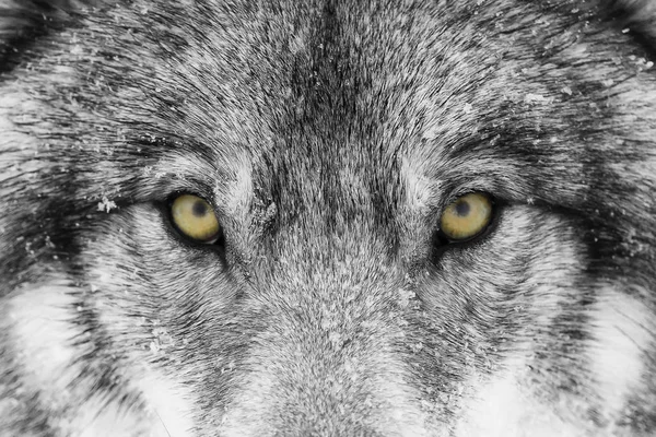 Kereste kurt (Canis lupus) ile sarı gözler portre kış karda