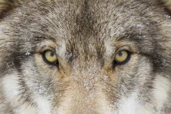 Timber Wolf or Grey Wolf (Canis lupus) with yellow eyes closeup in winter snow in Canada