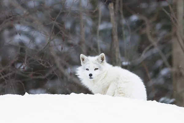 Arctic fox (Vulpes lagopus) sitting in the snow in winter in Canada