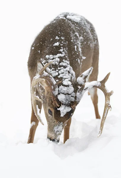 White Tailed Deer Buck Feeding Winter Snow — Stock Photo, Image