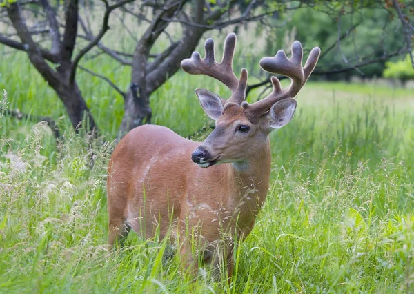 Hirschbock Mit Samtgeweih Läuft Frühling Über Eine Wiese — Stockfoto