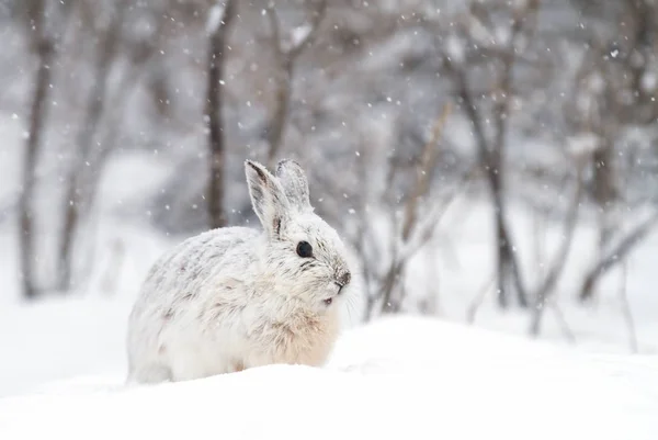 Snowshoe Hare Lepus Americanus Falling Snow — Stock Photo, Image