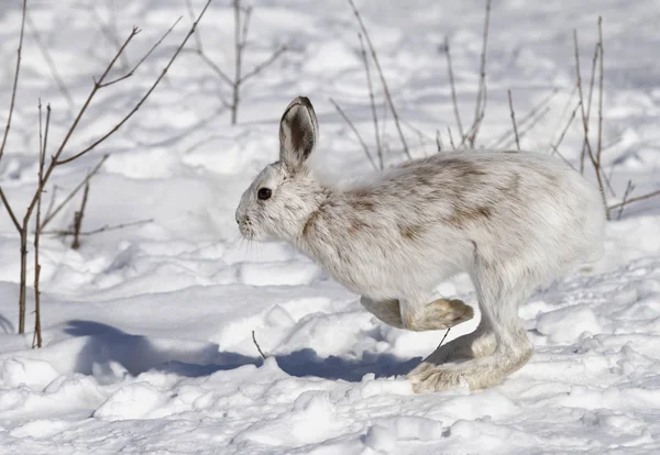 Снежный Заяц Lepus Felicanus Шерстью Коричневого Цвета Бегущий Зимнему Снегу — стоковое фото