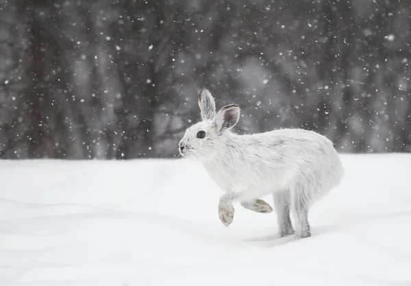 Zając Lepus Americanus Uruchomiona Padający Śnieg — Zdjęcie stockowe