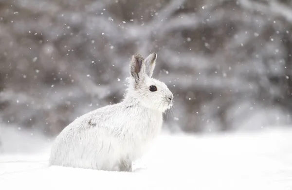 Snowshoe Hare Lepus Americanus Falling Snow — Stock Photo, Image