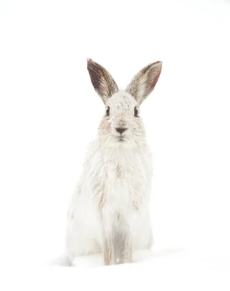 stock image Snowshoe hare (Lepus americanus) posing in the winter snow in Canada