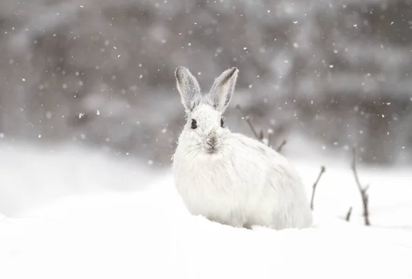 Zając Lepus Americanus Padający Śnieg — Zdjęcie stockowe