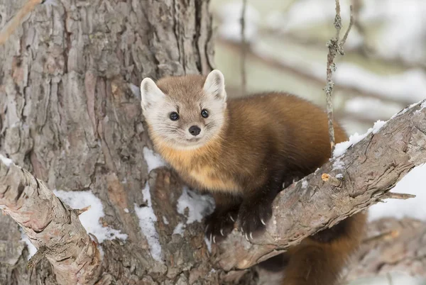 Pine Marten in a tree in Algonquin Park, Canada