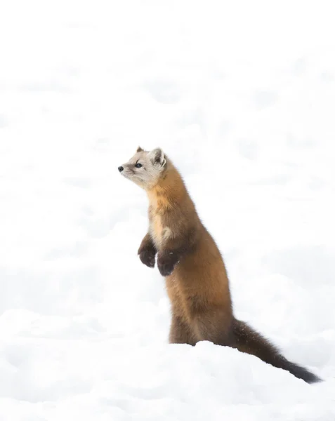 Pine Marten Martes Americana Standing Algonquin Park Canada Winter Snow — Stock Photo, Image