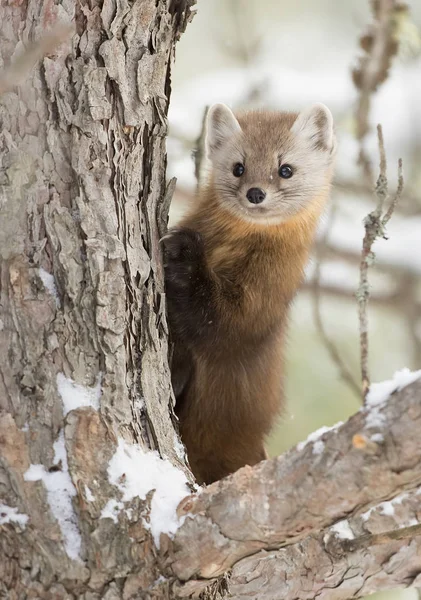 Pine Marten in a tree in Algonquin Park, Canada