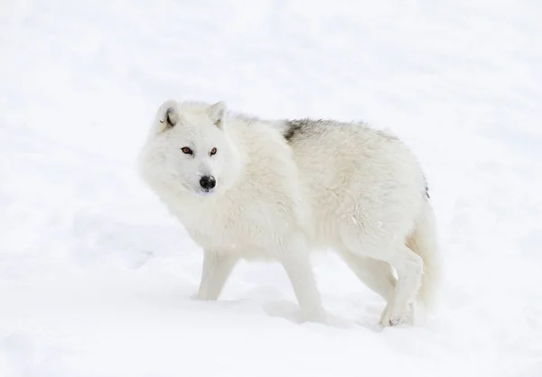 北极狼 Arctos 站立在冬天雪 图库图片