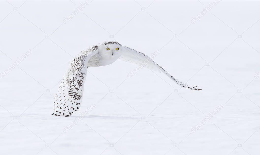 Snowy owl (Bubo scandiacus) flying low and hunting over a snow covered field in Canada