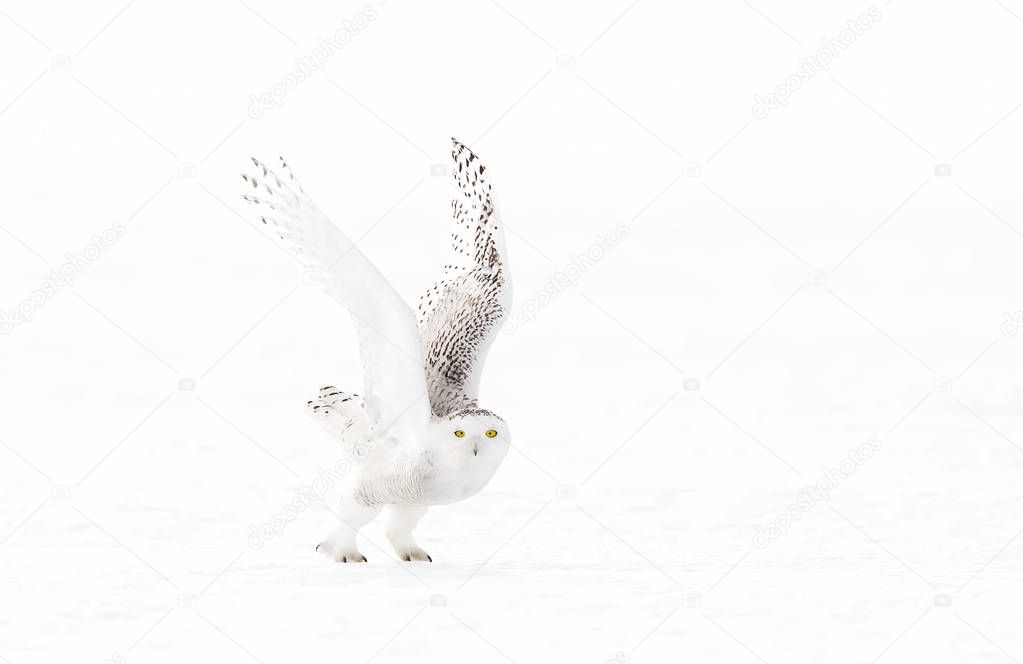 Snowy owl (Bubo scandiacus) flying low and hunting over a snow covered field in Canada