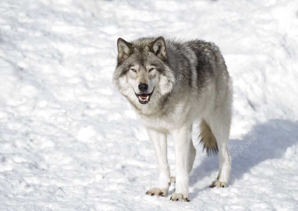 A lone Timber wolf or Grey Wolf (Canis lupus) isolated on white background walking in the winter snow in Canada